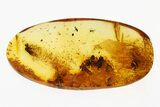 Detailed Fossil Snipe Fly (Rhagionidae) Swarm In Baltic Amber #292437-2